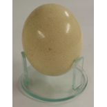 Zoology - an ostrich (struthio) egg, 16cm long,