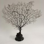 Natural History - a black branch coral specimen, 45cm wide,