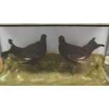 Taxidermy - an arrangement of grouse, naturalistically mounted, glazed ebonised case, 52cm high,