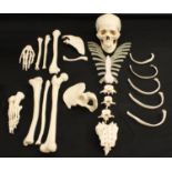 Medical - Anatomy - a composition didactic model, of a human skeleton,