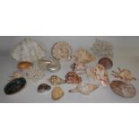 Natural History - Conchology - a collection of exotic sea shells, various, clam, pearl nautilus,