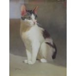 A Saccani Portrait of a Cat signed, oil on canvas, 47cm x 37.