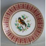 A Derby Crown Porcelain circular plate, painted with a bird perched on branches,