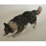 A large Austrian cold painted bronze, of a collie dog,