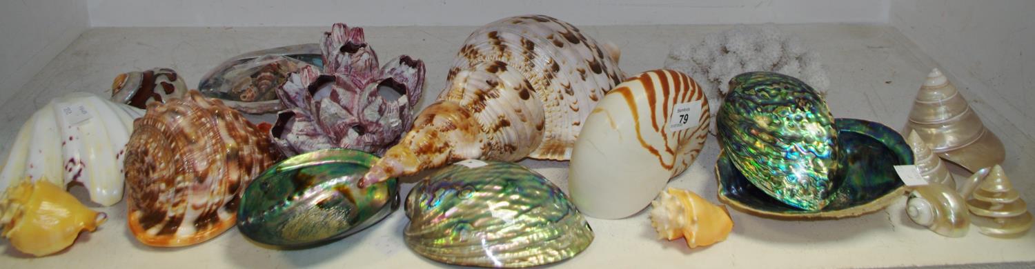 Conchology - large conch shell specimens; abalone shells; coral specimen; smaller examples;