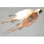 Taxidermy - a brace of pheasants, male and female, suspended from a knotted rope,