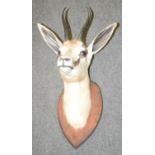 Taxidermy - an African antelope buck, two black horns, naturalistically preserved,