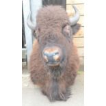 Taxidermy - a substantial North American bison head, 121cm high,