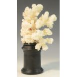 Natural History - a coral specimen, mounted for display, 19.