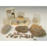 Natural History - Geology, Paleontology - a fossilized ammonite,