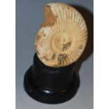 Natural History - Paleontology - an ammonite fossil specimen, mounted for display,