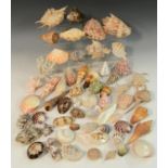Natural History - Conchology, a comprehensive collection of seashells and marine specimens,