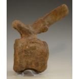 Natural History - Geology, Paleontology - a rare Triceratops dinosaur vertebra (Triceratops cf.