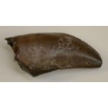 Natural History - Geology, Paleontology - a rare theropod dinosaur tooth (Nanotyrannus lancensis),