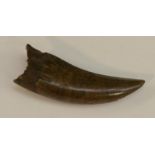 Natural History - Geology, Paleontology - a rare theropod dinosaur tooth (Nanotyrannus lancensis),