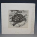 Natural History - W H Freeman, after, The Elephantine Tortoise, engraving, 14cm x 15.