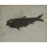 Natural History - Geology, Paleontology - a larger fossilized fish (Knightia alta), the fish 19.