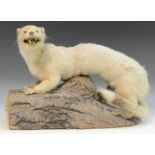 Taxidermy - a white ferret, naturalistically mounted on a tree section in imitation of a log,