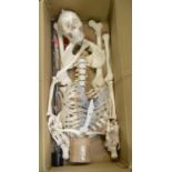 Medical - Anatomy - a composition didactic model, of a human skeleton,