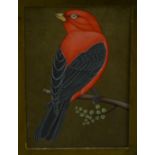 Indian School (19th century) A Bird on a Branch gouache, 18.5cm x 13.