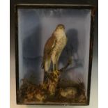 Taxidermy - a Victorian Sparrow hawk,