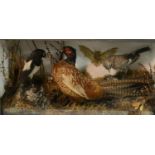 Taxidermy - a late Victorian diorama of British wildlife, comrising a pheasant,