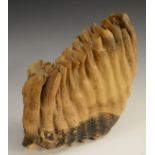 Natural History - Paleantology - a fossilised mammoth tooth, 24cm wide,