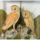Taxidermy - a Victorian arrangement, comprising a pair of barn owls, naturalistically mounted,
