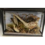 Taxidermy - a late Victorian ornithological diorama, comprising a pheasant, a green woodpecker,