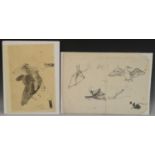 Japanese School (Edo/Meiji period) A Study of a Duck inscribed, pen and ink, 22.