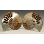 Natural History - Geology, Paleontology - a fossilized ammonite (Cleoniceras besarei),