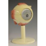 Medical Interest - a didactic demountable demonstration model, of an eye, 15cm high, c.