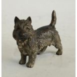 An Austrian cold-painted bronze, of a terrier dog, 5.