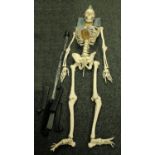 Medical - Anatomy - a composition didactic model, of a human skeleton,