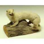 Taxidermy - a white ferret, naturalistically mounted on a tree section in imitation of a log,