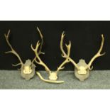 A set of Country House stag antlers;