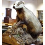 Taxidermy - a badger sitting on a naturalistic oak base