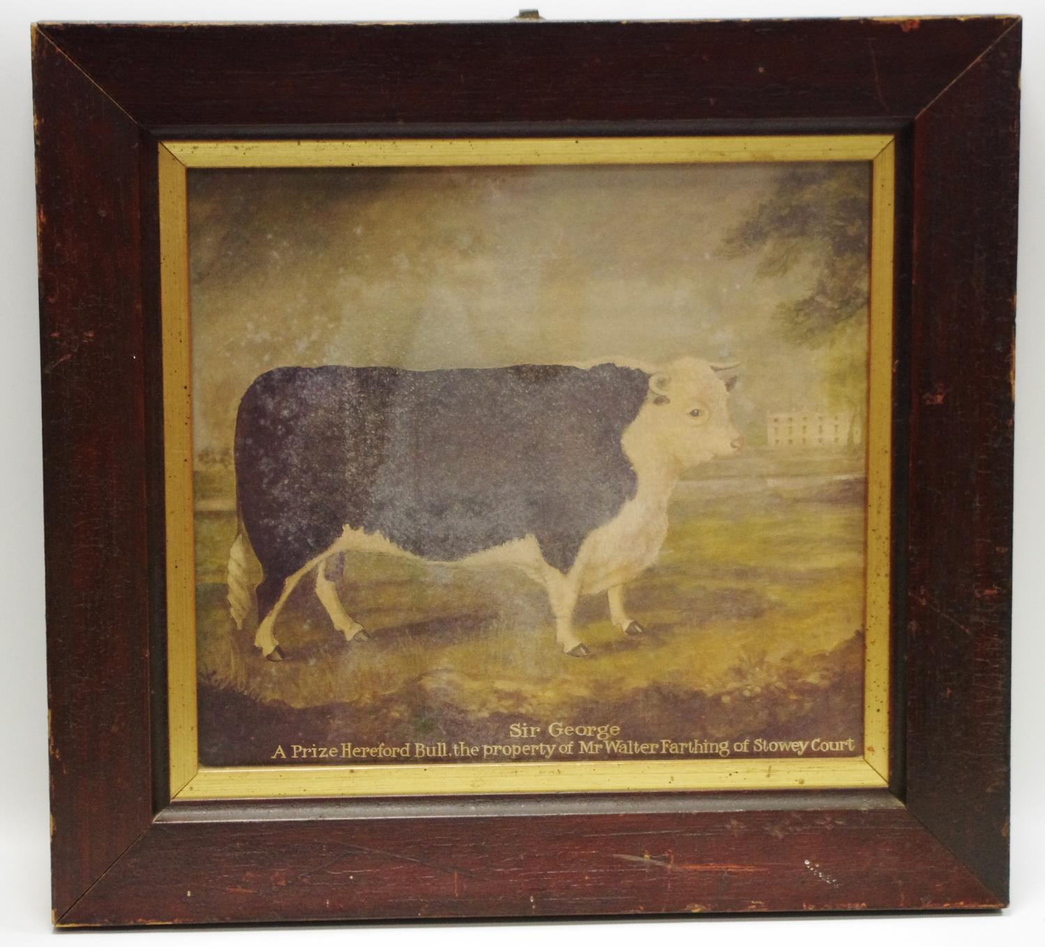 A Journey Man print - Sir George, a prize Hereford Bull of Mr.