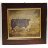 A Journey Man print - Sir George, a prize Hereford Bull of Mr.