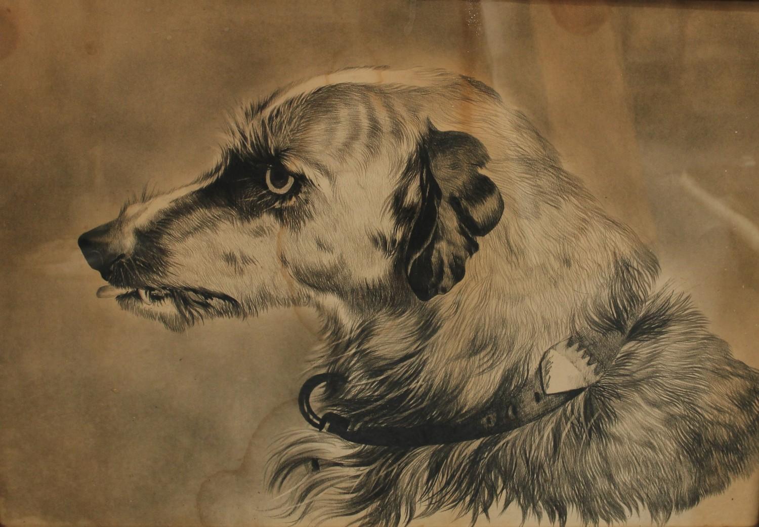 English School (19th century) Study of the Head of a Dog pencil and charcoal on paper, 43.5cm x 60. - Image 2 of 2
