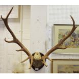 An eleven point Red Deer stag antler, trophy mount, on shield shaped plaque