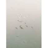 Greg Finck (by), Seagulls, Giclée, Hahnemühle photo rag paper, signed, non embossed, 16.5" x 11.