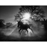 Marcus Bell (by), Horses, Giclée, photo rag, signed, non embossed, 16.5" x 11.7", certificate of