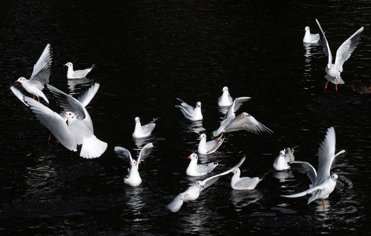 Rob Taggart (by), Seagulls in Flight, digital print, signed to verso, non embossed, 19.3" x 15.4".