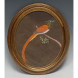 Indian School Ornithological Study, An Exotic Bird on a Branch watercolour and gouache, oval, 25cm x