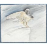 Pollyanna Pickering (1942 - 2018) Grey Phase Gyr Falcon signed, watercolour, 46cm x 55cm