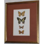 Peter Samson English Butterflies, Plate I Signed, watercolour, 21cm x 13cm