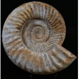 Natural History - Geology, Palaeontology, an African ammonite (Dichotomoscphinctes antecedens), 21cm