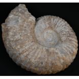 Natural History - Geology, Palaeontology, an African ammonite, 26cm diam, Agadir, Morocco,