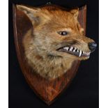 Taxidermy - a fox head, its mouth formed in a snarl, oak shield-shaped mount, suspension loop,